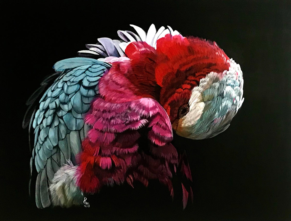 Galah Portrait image 0