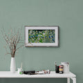 Swallows image 0
