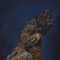 GLORY OF THE RAINFOREST - FRAMED image 0